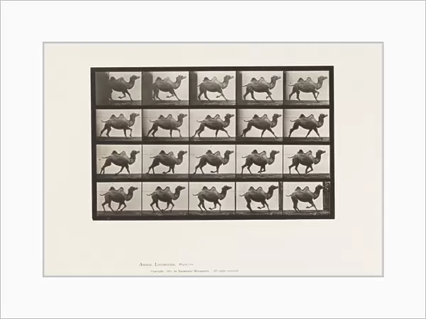 Plate 739. Bactrian Camel; Galloping, 1885 (collotype on paper)
