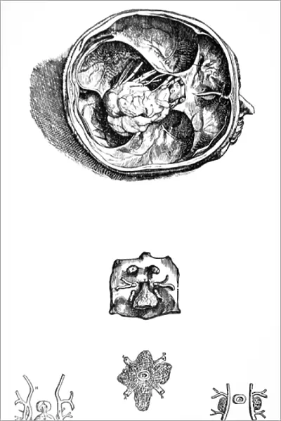 The Plates from the Seventh Book of the De Humani Corporis Fabrica