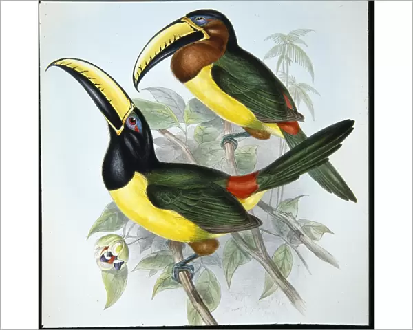 Humboldts Aracari (Pteroglossus Humboldti) (hand-coloured litho)