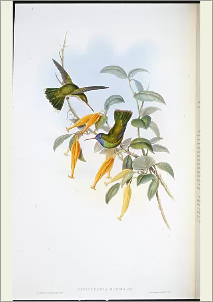 Humboldts humming bird (Chrysuronia Humboldti) (hand-coloured litho)