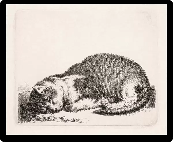 Sleeping Cat, c. 1607-81 (engraving)