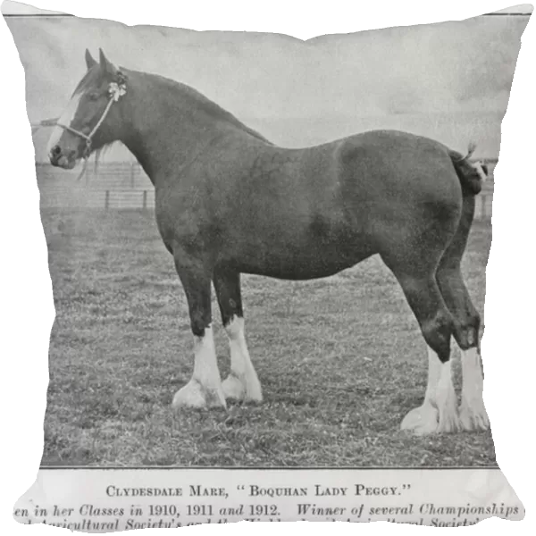 Clydesdale Mare, Boquhan Lady Peggy, Unbeaten in her Classes in 1910, 1911 and 1912, Winner of several Championships at the Royal Agricultural Societys and the Highland and Agricultural Societys Shows (b  /  w photo)