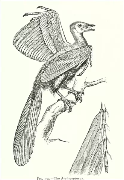 The archaeopteryx (litho)