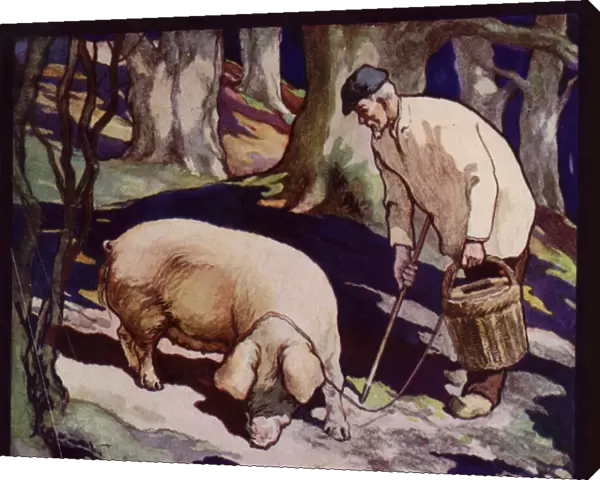 A French Truffle-Hunting Pig (colour litho)