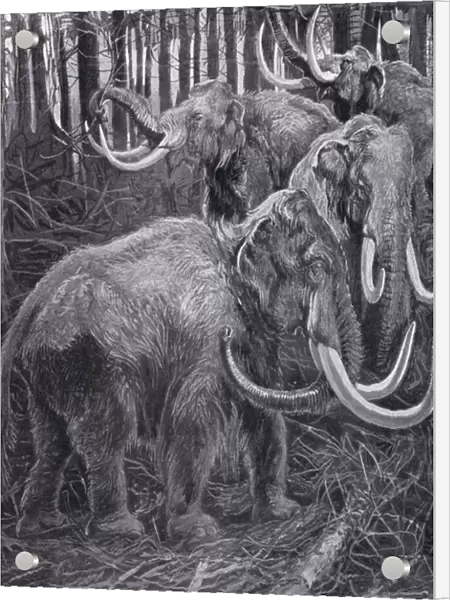Mammoths (litho)