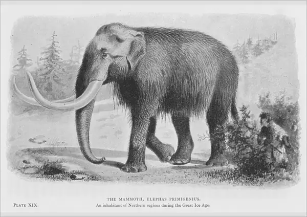 The Mammoth, Elephas Primigenius (litho)