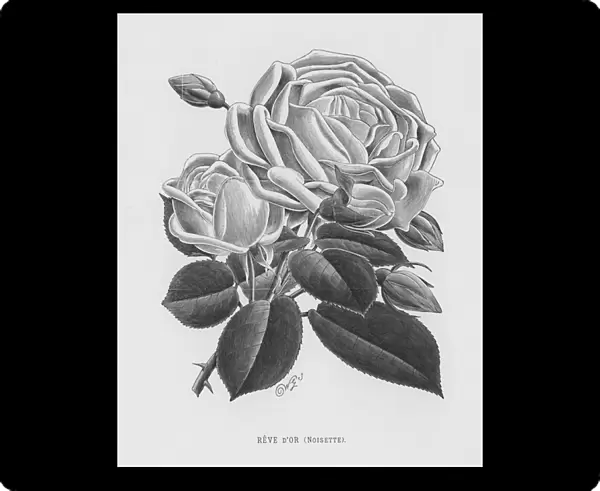 The Rose Garden: Reve d Or, Noisette (engraving)