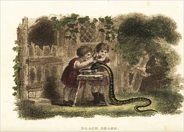 Children using spoons to hit the head of a black snake that is greedily drinking from a saucer of milk