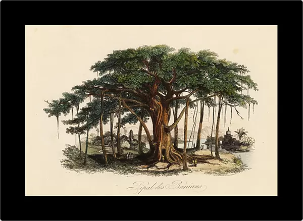 Sacred fig tree, Ficus religiosa, also known as the bodhi tree, banian tree, banyan tree, pippala tree, peepul tree, peepal tree or ashwattha tree