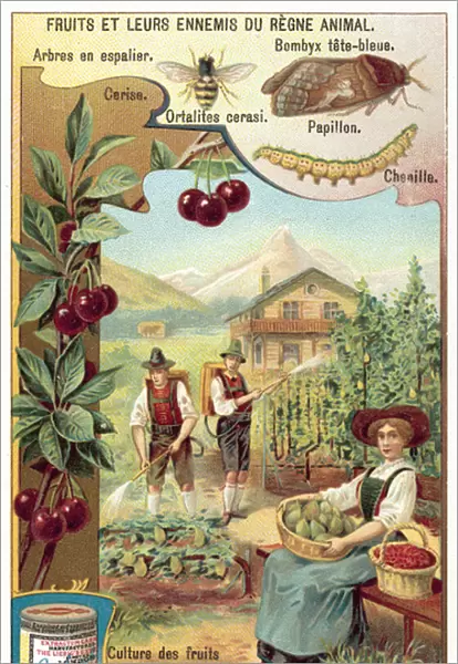 Fruits and their enemies (chromolitho)
