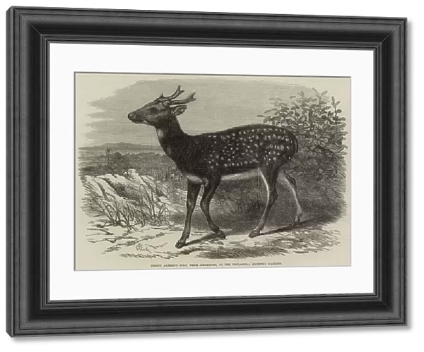 Prince Alfreds Stag, from Singapore, in the Zoological Societys Gardens (engraving)