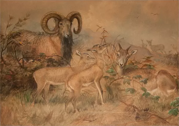 Vignes Wild Sheep, 1858 (w  /  c on paper)