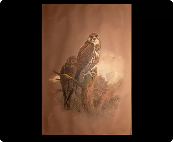 Saker Falcon (Falco sacer), 1856-67 (w  /  c on paper)