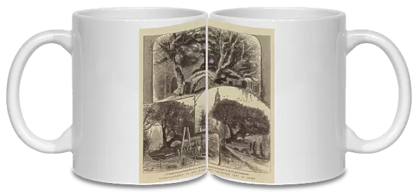 Transplantation of the Ancient 'Buckland Yew'at Dover (engraving)