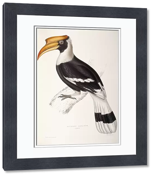 Buceros Cavatus (Concave Hornbill), 1831-1832 (hand-coloured lithograph)