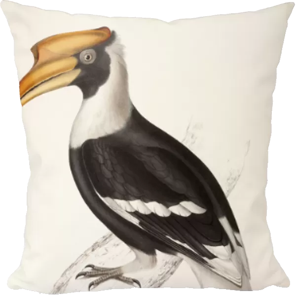Buceros Cavatus (Concave Hornbill), 1831-1832 (hand-coloured lithograph)