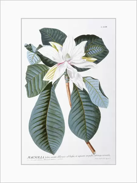 Magnolia, 1750-1773 (hand-coloured engraved plate)