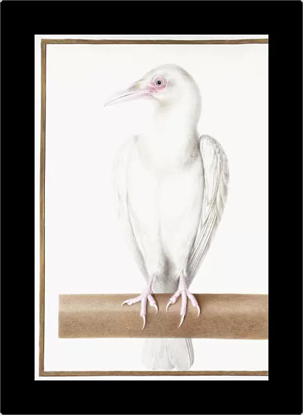 Albino Crow (Corvus corone corone), (black chalk, brush, ink, watercolour, bodycolour