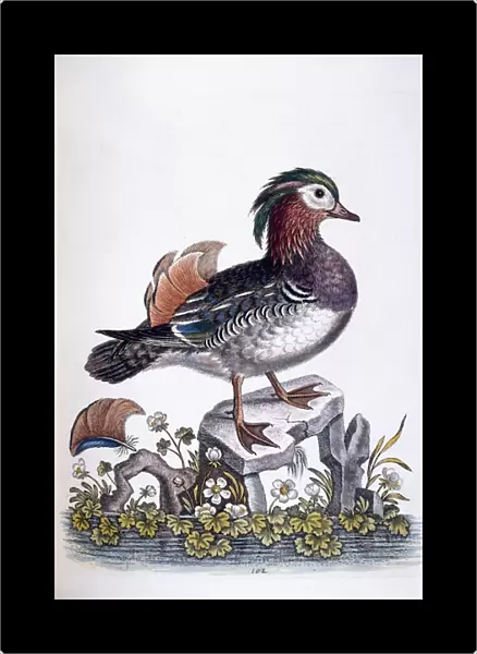 Chinese Teal, 1746 (hand-coloured etching)