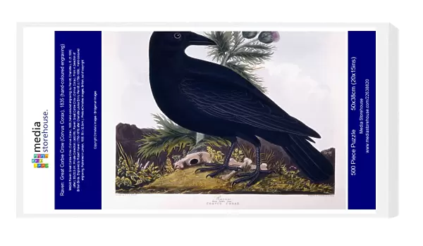 Raven: Great Corbie Crow (Corvus Corax), 1835 (hand-coloured engraving)