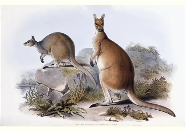 Osphranter Antilopinus (Antilopine Kangaroo), 1842 (hand-coloured lithograph)