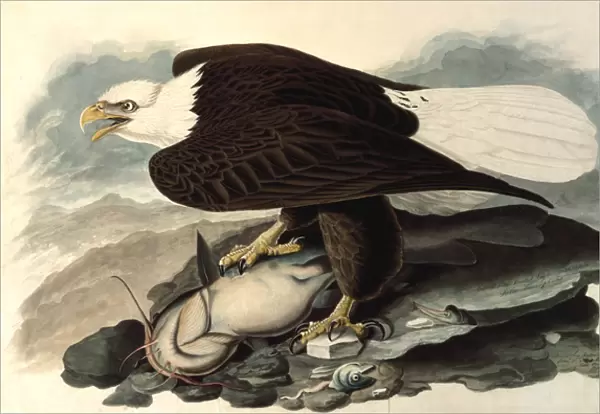 Bald Eagle, 1828 (w  /  c, pastel & graphite on paper)