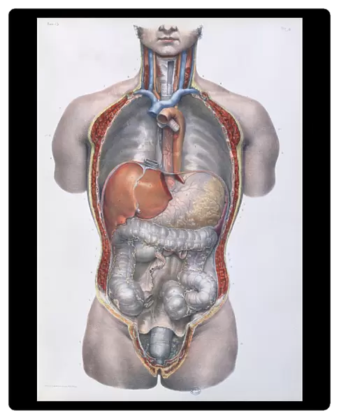 Internal organs, plate from Traite Complet de l Anatomie de l Homme