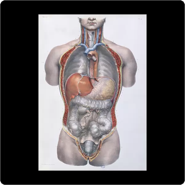 Internal organs, plate from Traite Complet de l Anatomie de l Homme