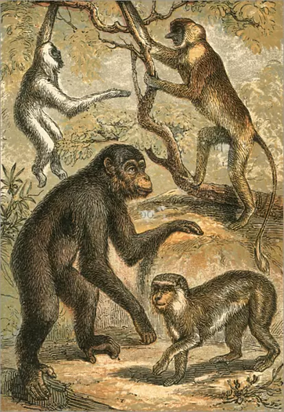 Silvery Gibbon, Proboscis Monkey, Chimpanzee and Barbary Ape