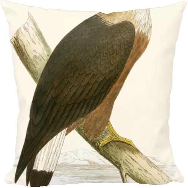 Pallass Sea Eagle, illustration from A History of the Birds of Europe Not Observed in the British Isles by Charles Robert Bree (1811-86), published 1867 (colour litho)