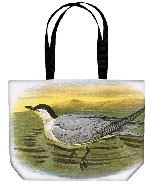 Gull Billed Tern