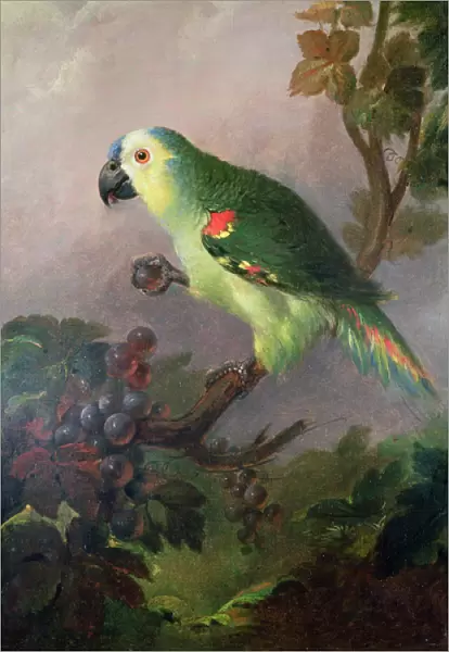 A Parrot. OJ8855 A Parrot by Bogdani or Bogdany, Jakob 