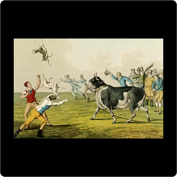 Bull Baiting, pub. by Thomas McLean, 1820, (print)