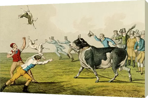 Bull Baiting, pub. by Thomas McLean, 1820, (print)