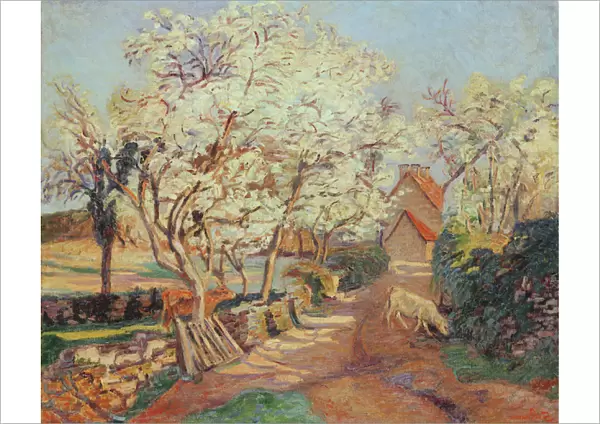 Plum Trees in Blossom