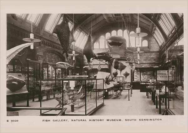 The Victoria & Albert Museum, South Kensington, London, fish gallery (photo)