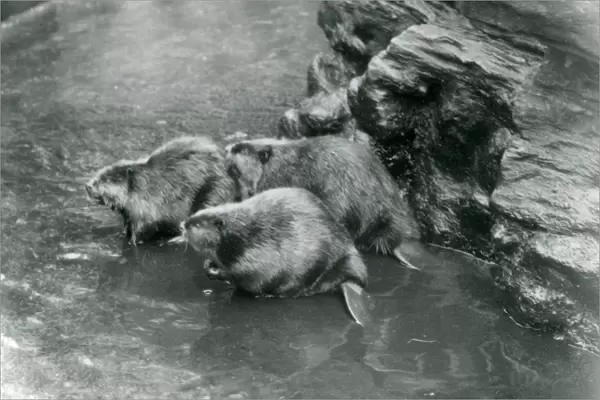 Three Beavers in their pool at London Zoo, 1920s (b  /  w photo)