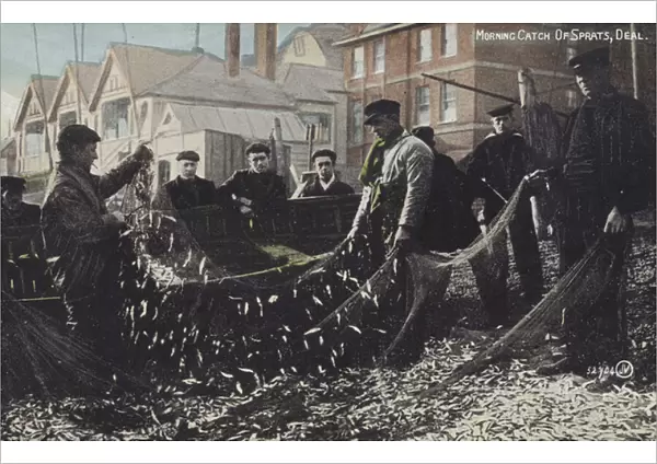 Morning catch of sprats, Deal (colour photo)