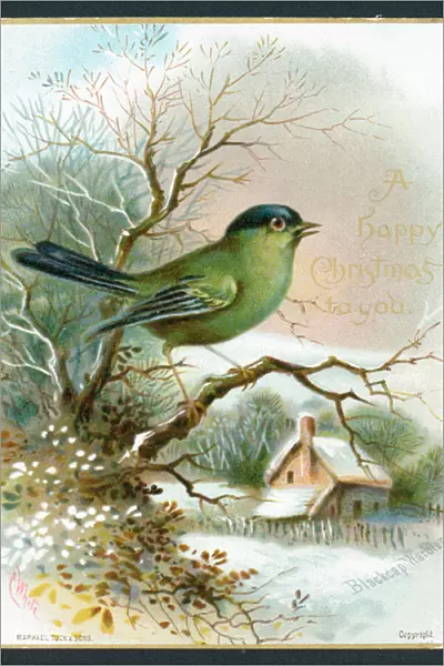 Blackcap Warbler, Christmas Card (chromolitho)