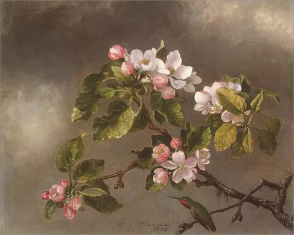 Hummingbird and Apple Blossoms, 1875 (oil on canvas)