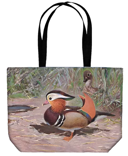 Mandarin Duck, from Wildlife of the World published by Frederick Warne & Co, c