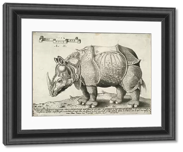 Rhinoceros, 1548