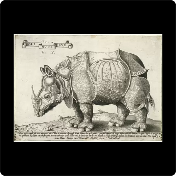 Rhinoceros, 1548