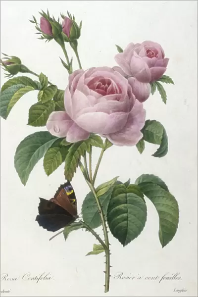 Rosa Centifolia, Rosier a cent feuilles, engraved by Francois Langlois