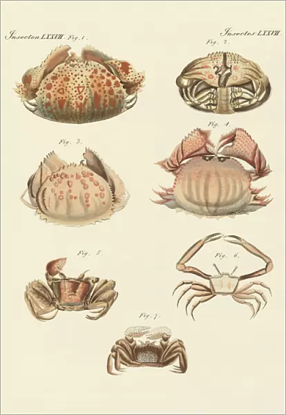 Different kinds of shrimps and crabs (coloured engraving)