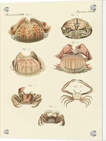 Different kinds of shrimps and crabs (coloured engraving)