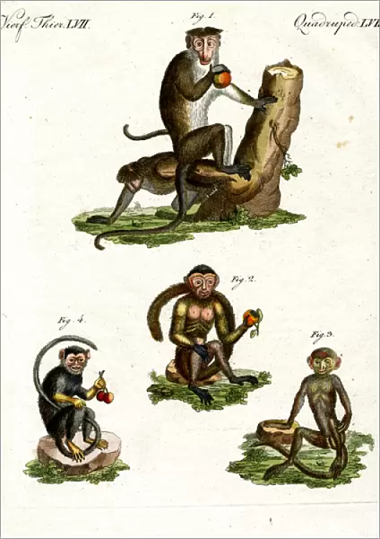 Four kinds of monkey (coloured engraving)