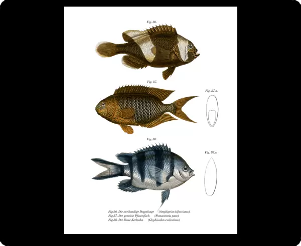 Saddleback Anemonefish (colour litho)