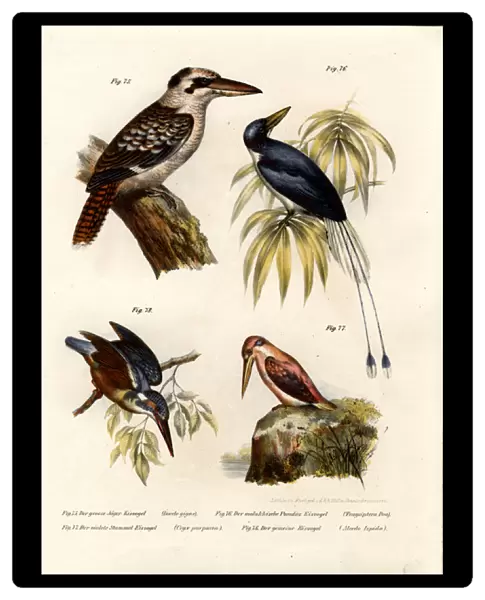Kookaburra, 1864 (colour litho)