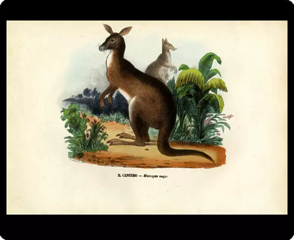 Eastern Grey Kangaroo, 1863-79 (colour litho)